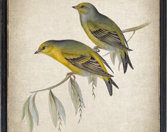 Impressão de até 24x30 polegadas, impressão digital de pássaros Citril Finch, ilustração vintage de pássaros, história natural, arte de parede para impressão, download instantâneo