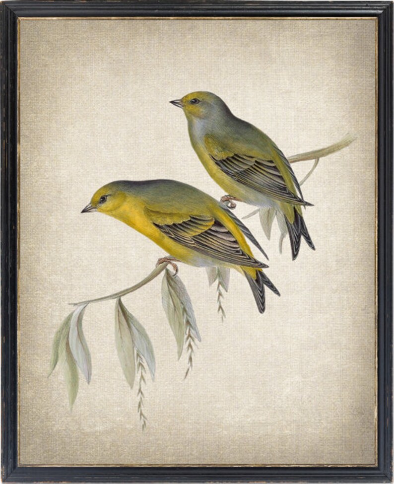 May include: A framed print depicting two yellow birds perched on a branch with green leaves. The birds are rendered in a vintage style with detailed feathers and realistic colours.