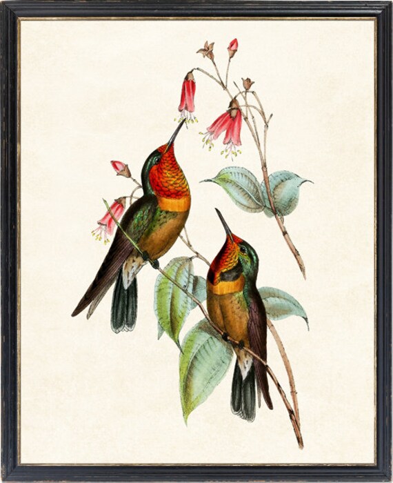 BOTANICAL ART 【import品】 Pink Botanical Print Set No. 2 - Redoute Botanical Prints