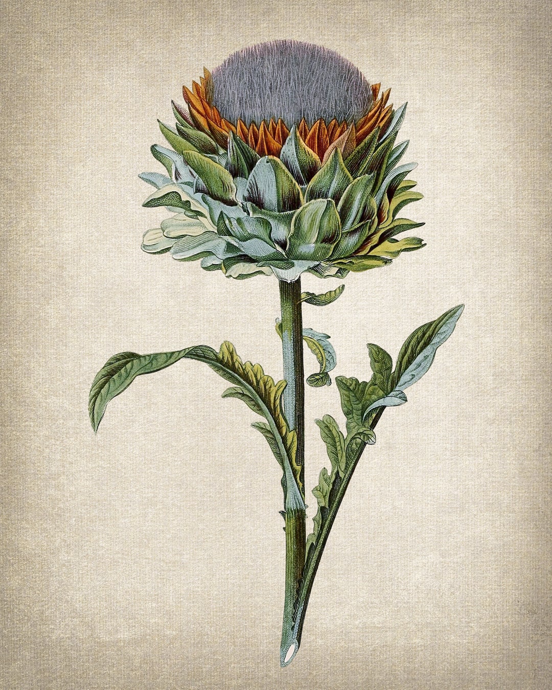 Artichoke Plant Digital Print, Antique Botanical Illustration