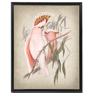 Oiseaux cacatoès roses imprimable, Illustration vintage, décoration d'oiseau tropical, impression d'art mural TÉLÉCHARGEMENT IMMÉDIAT