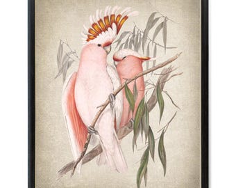 Pink Cockatoo Birds Printable, Vintage Illustration, Tropical Bird Decor, Wall Art Print INSTANT DOWNLOAD