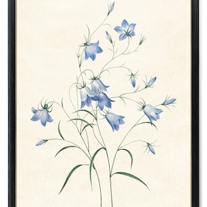 Print Up To 24x30 Inches Bluebell Flowers Printable, P.J. Redoute Flower Vintage Illustration, Botanical Wall Art INSTANT DOWNLOAD