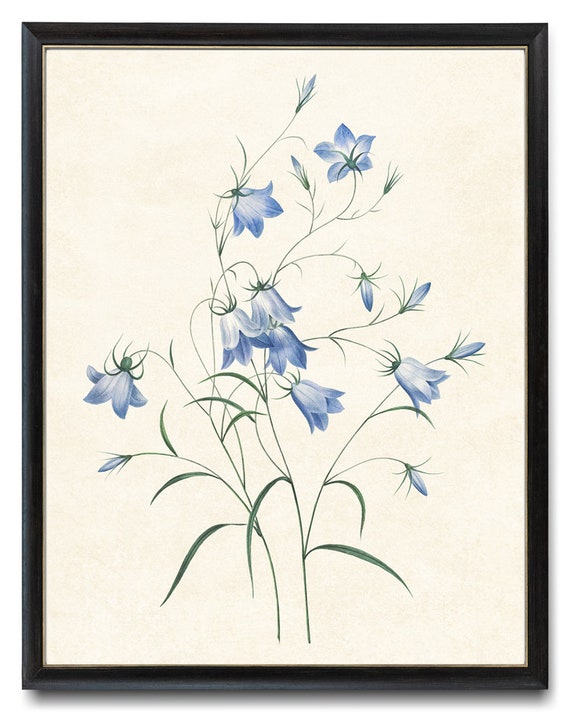 Bluebell Flowers Printable, P.J. Redoute Flower Vintage