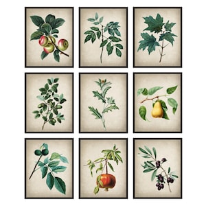 Autumn Decor Botanicals Set of 9 Printables, Vintage Botanical Illustrations, Fall Greenery, Fruit, Wall Art Digital Prints INSTANT DOWNLOAD