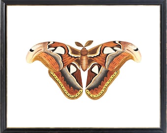 Atlas Moth Printable Art, Vintage Insect Illustration, Natural History, Minimal Wall Art Decor INSTANT DOWNLOAD