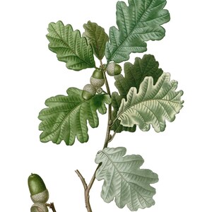 May include: A branch of an oak tree with green leaves and acorns. The acorns are green and brown and have a cap on top. The branch is isolated on a white background.