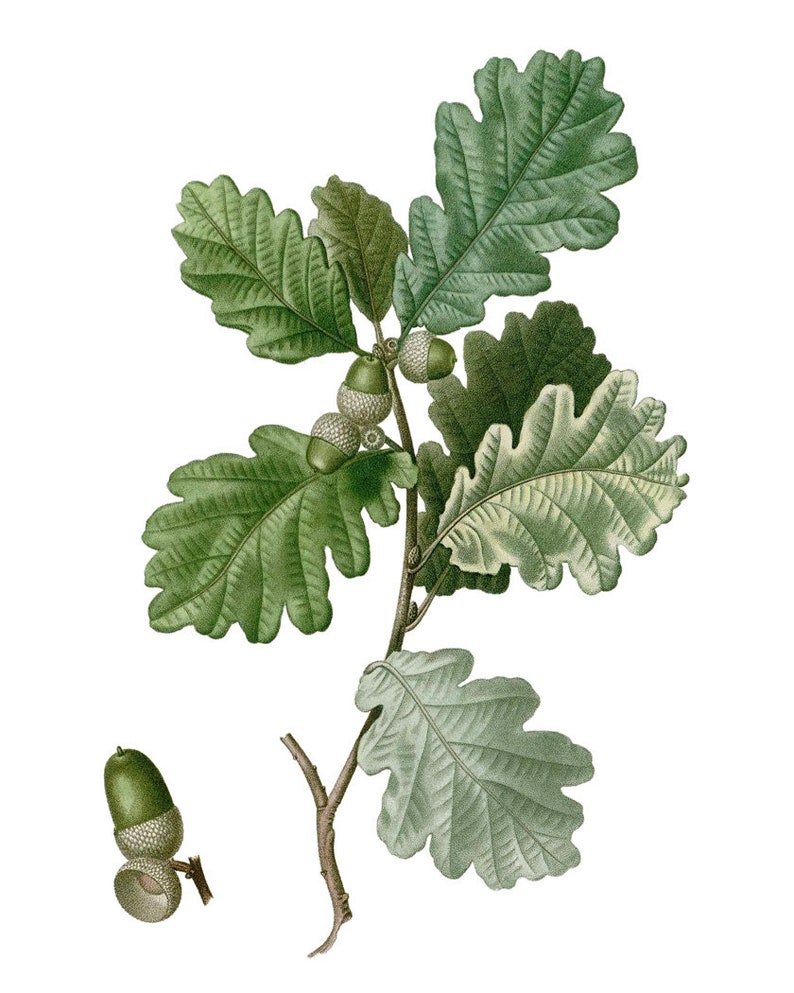 May include: A branch of an oak tree with green leaves and acorns. The acorns are green and brown and have a cap on top. The branch is isolated on a white background.