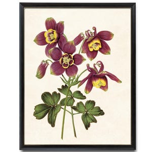 Purple Columbine Printable Flowers, Vintage Flower Illustration, Botanical Wall Art Print Instant Digital Download