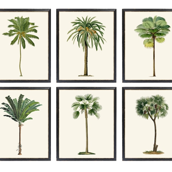 Set of 6 Tropical Palm Tree Printables, Vintage Illustrations, Palm Trees Botanical Wall Art Digital Prints INSTANT DOWNLOAD