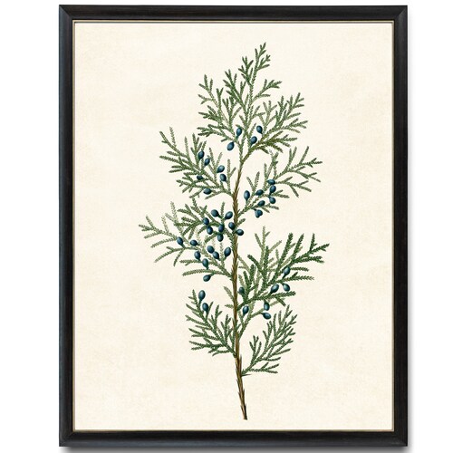 Virginian Juniper Digital Print Vintage Illustration Red Etsy