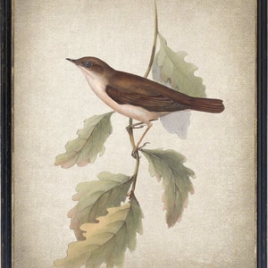 Nightingale Bird Digital Print, Vintage Illustration, Printable Bird and Botanical Wall Art INSTANT DOWNLOAD