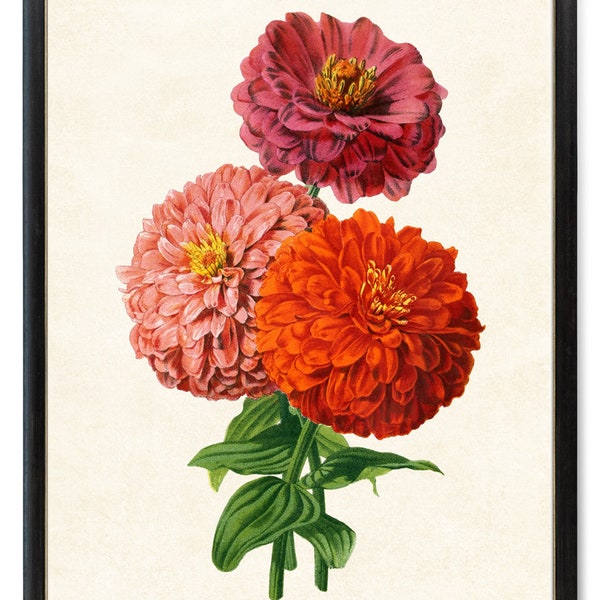 Pink and Red Zinnias Digital Print, Vintage Flower Illustration, Printable Botanical Wall Art INSTANT DOWNLOAD