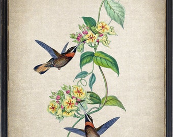 Hummingbirds and Flowers Art Print, Barbed Throat Hummingbird Illustration, Bird Botanical Printable INSTANT DOWNLOAD