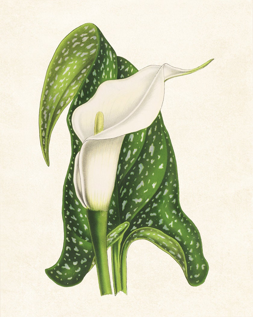 Print up to 24x30 Inches White Calla Lily Printable, Vintage