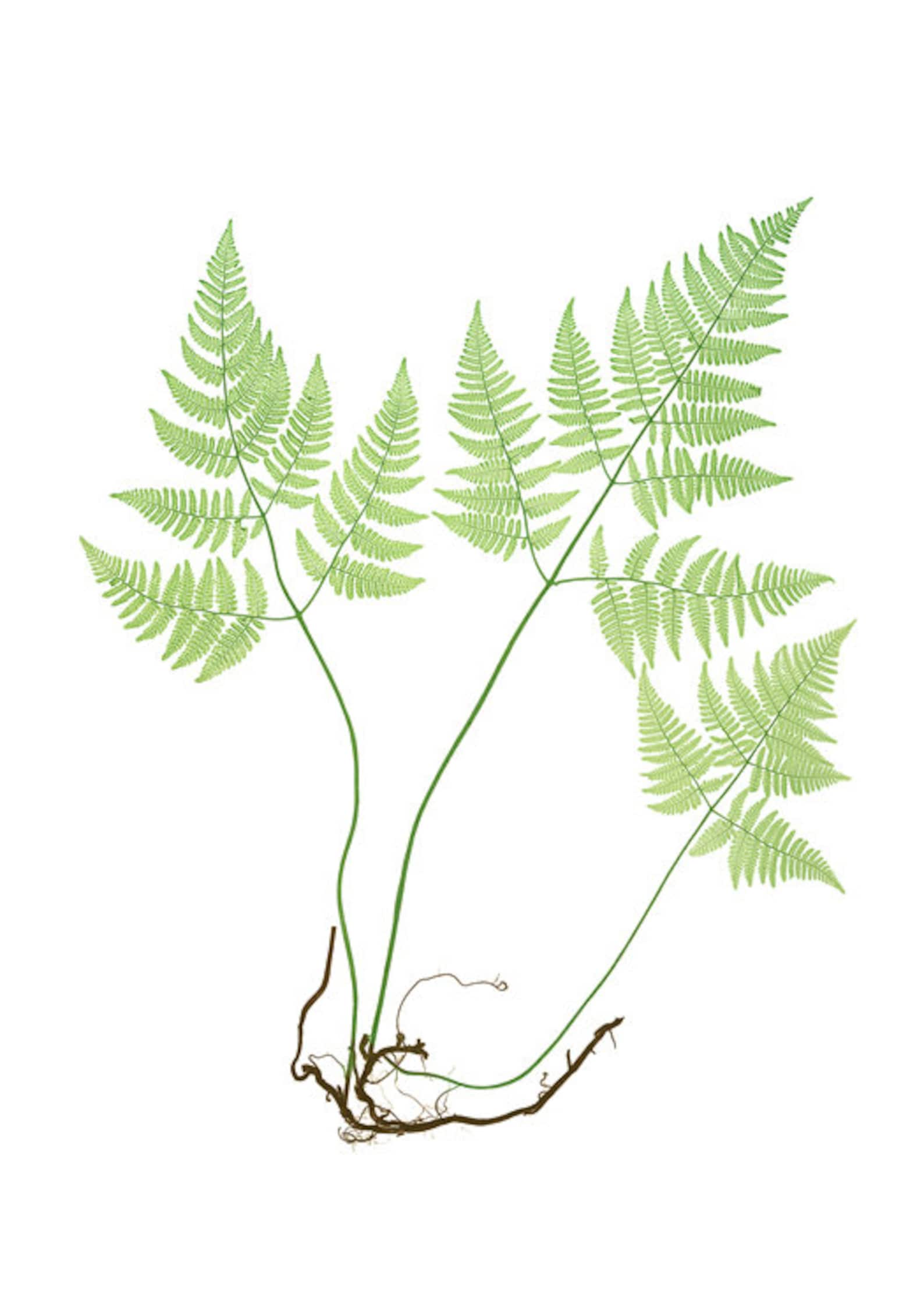 Fern Printable Set of 10 Vintage Illustrations 5x7 Print Set - Etsy