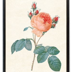 Print Up To 24x30 Inches Peach Rose Printable, Vintage Flower Illustration, Botanical Wall Art Print INSTANT DOWNLOAD