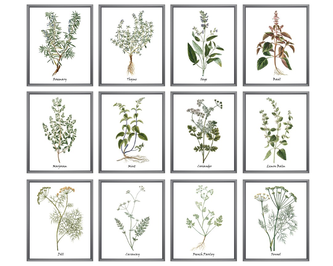 Set of 12 Herb Prints, Printable Kitchen Art, Culinary Herbs Printables ...