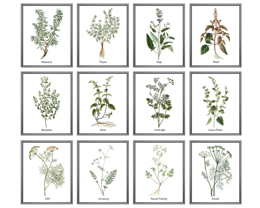 Set of 12 Herb Prints, Printable Kitchen Art, Culinary Herbs Printables