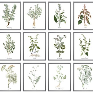 Set of 12 Herb Prints, Printable Kitchen Art, Culinary Herbs Printables, Vintage Illustrations INSTANT DOWNLOAD