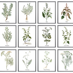 Set of 12 Herb Prints Printable Kitchen Art Culinary Herbs - Etsy