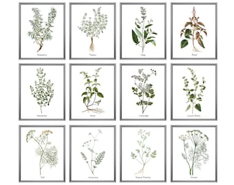 Può includere: Un set di 12 illustrazioni botaniche di erbe, ciascuna incorniciata in una cornice argentata. Le erbe includono rosmarino, timo, salvia, basilico, maggiorana, menta, coriandolo, melissa, aneto, cumino, prezzemolo francese e finocchio.