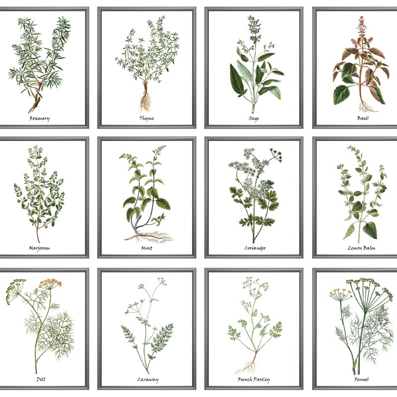 botanical herb prints set of 4 unframed botanical herb... Herb Print - Etsy