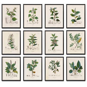 Botanical Studies Set of 12, 8x10 Printables, Antique French Plant Illustrations, Botany Botanicals Plant Study Prints INSTANT DOWNLOAD