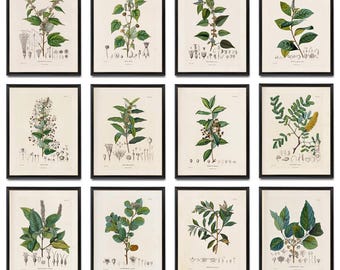 Botanical Studies Set of 12, 8x10 Printables, Antique French Plant Illustrations, Botany Botanicals Plant Study Prints INSTANT DOWNLOAD