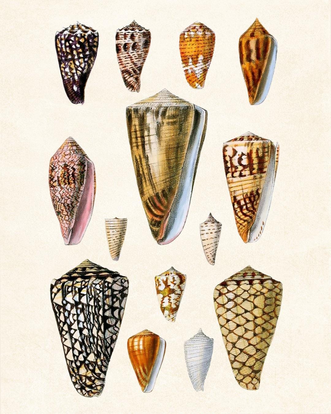 Shell Prints Small Shells Set of 12 Shells, 8x10 Digital Prints, Vintage Seashell Illustrations ...
