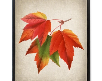 Red Maple Leaves Digital Print, Vintage Illustration, Fall Leaf Botanical Wall Art Printable INSTANT DOWNLOAD