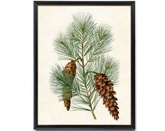 Eastern White Pine Printable, Vintage Botanical Illustration, Evergreen Tree Branch Pinecones Wall Art Print INSTANT DOWNLOAD