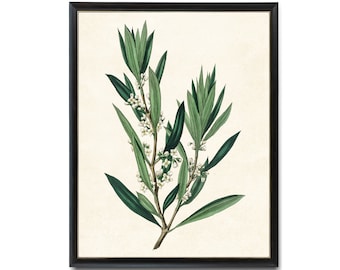 Digital Download 8x10 Kunstdruck / Blühende Olive Pflanze Vintage Botanische Illustration