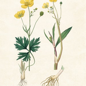 Yellow Flowers Digital Download 8x10 Art Print / Lesser Spearwort Plant ...