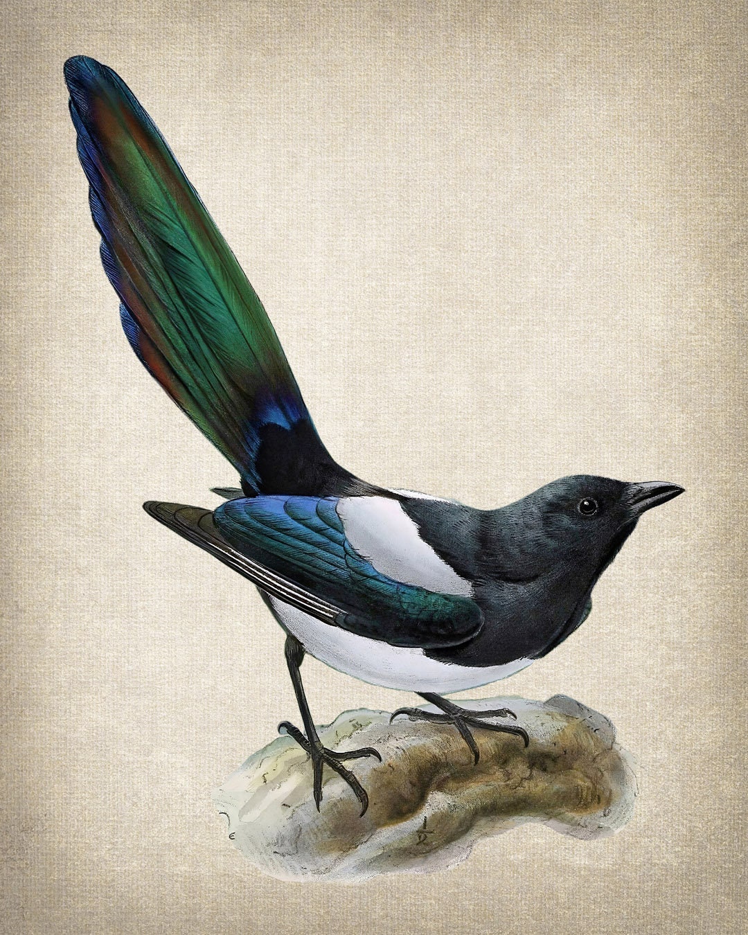 Common Magpie Digital Print, Vintage Illustration, Natural