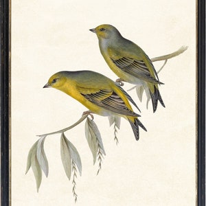 May include: Two yellow and green birds perched on a branch with grey leaves. The birds are facing different directions. The background is a light cream colour.