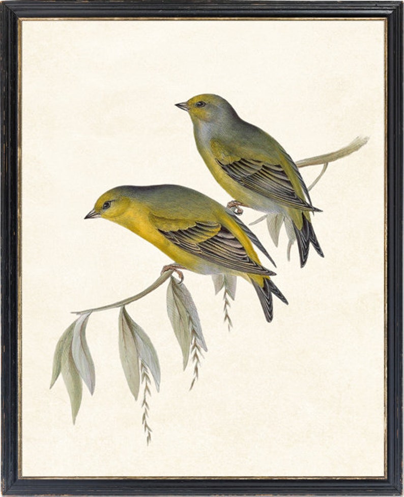 May include: Two yellow and green birds perched on a branch with grey leaves. The birds are facing different directions. The background is a light cream colour.