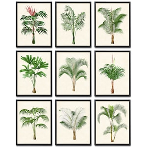 Set of 9 Palm Plant Printables, Vintage Botanical Illustrations, Tropical Plants Wall Art Digital Prints INSTANT DOWNLOAD
