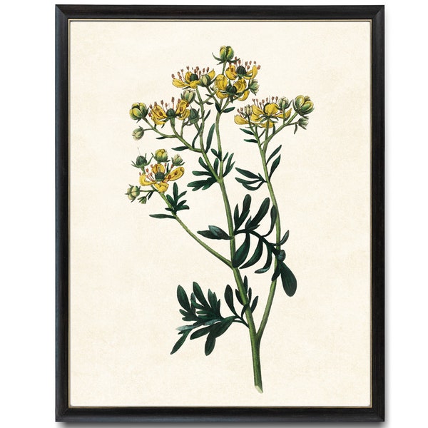 Digital Download 8x10 Art Print / Flowering Rue Plant Vintage Botanical Illustration Printable Wall Art