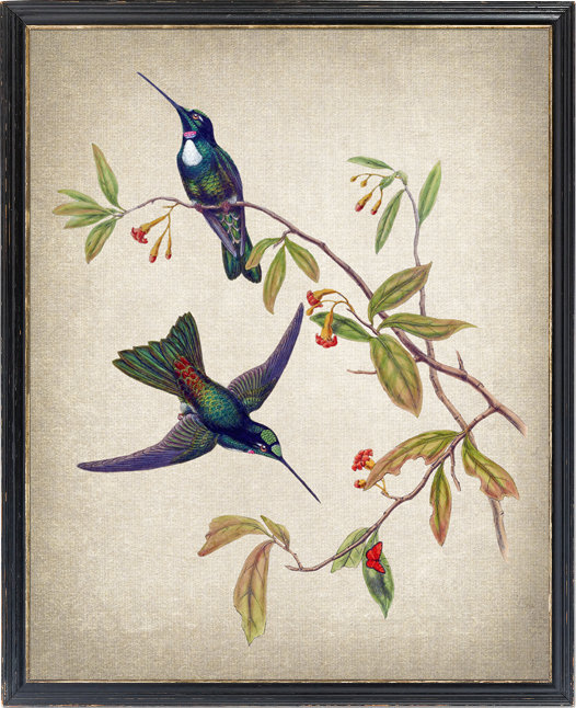 Hummingbird Printable Art, 'Travie's Inca' Vintage Illustration, Bird and Botanical Wall Art INSTANT DOWNLOAD