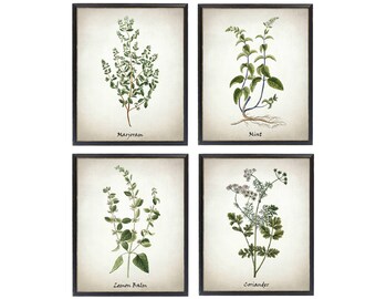 Printable Herb Set, Marjoram Mint Lemon Balm and Coriander Vintage Illustrations, Culinary Herbs Kitchen Art Digital Prints INSTANT DOWNLOAD