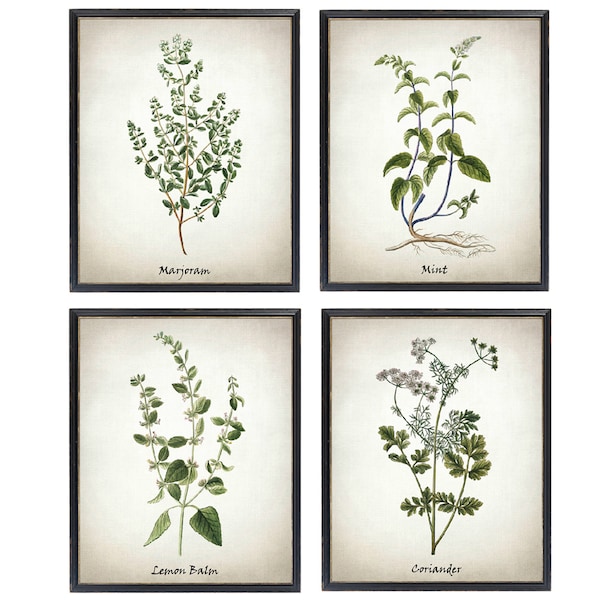 Printable Herb Set, Marjoram Mint Lemon Balm and Coriander Vintage Illustrations, Culinary Herbs Kitchen Art Digital Prints INSTANT DOWNLOAD