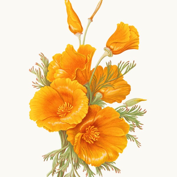 California Poppies Clipart Vintage Illustration, Poppy Flower Digital Download, Commercial Use, Transparent Background Printable Clip Art