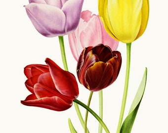 Spring Tulips Clipart Digital Download, Vintage Flowers Illustration, Commercial Use, Transparent Background PNG File