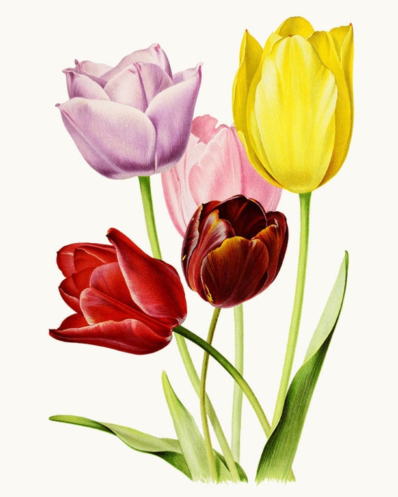 Spring Tulips Clipart Digital Download Vintage Flowers | Etsy