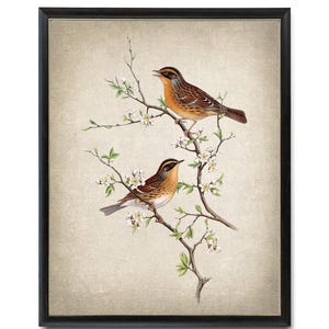 Bird and Botanical Art Print, 'Mountain Accentor' Birds Vintage Illustration, Instant Printable Wall Art, Digital Download