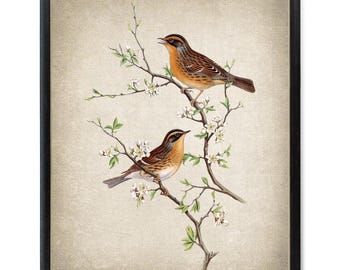 Bird and Botanical Art Print, 'Mountain Accentor' Birds Vintage Illustration, Instant Printable Wall Art, Digital Download