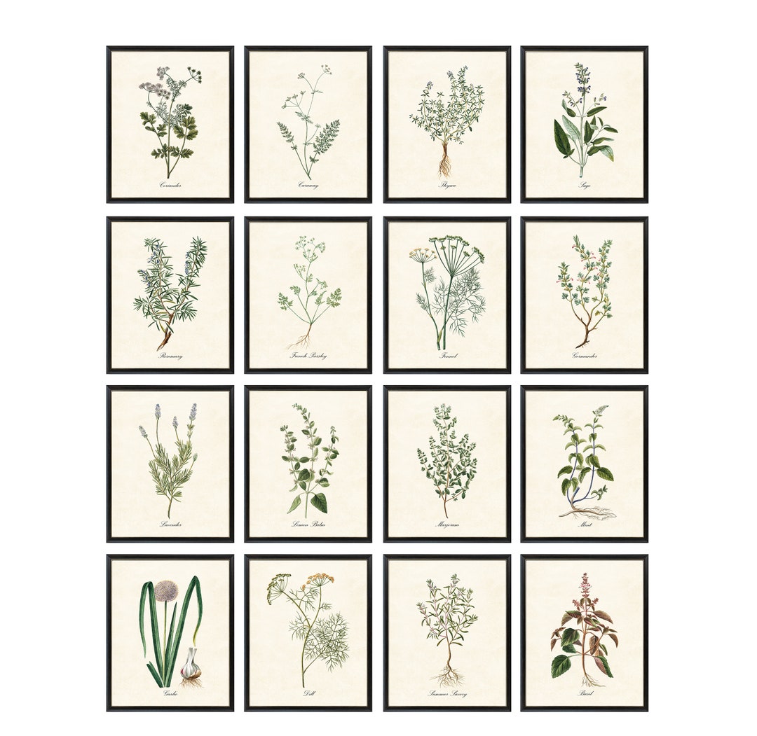 Kitchen Herbs Printables, Set of 16 Vintage Culinary Herb Illustrations ...