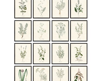 May include: A set of 16 botanical illustrations of herbs and spices, each framed in black and set against a cream background. The illustrations are in a vintage style and feature detailed drawings of the plants, including their leaves, flowers, and roots.