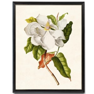 White Magnolia Art Print, Vintage Illustration, Southern Magnolia Printable Instant Digital Download